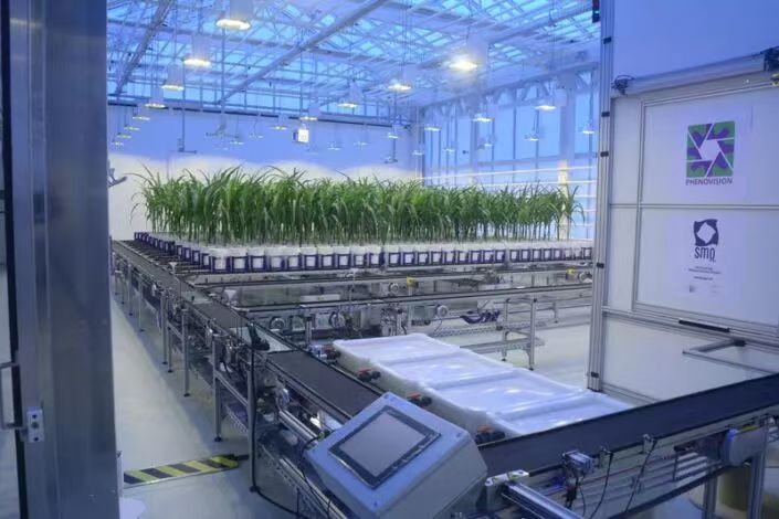 WIWAM conveyor高通量植物表型成像平台