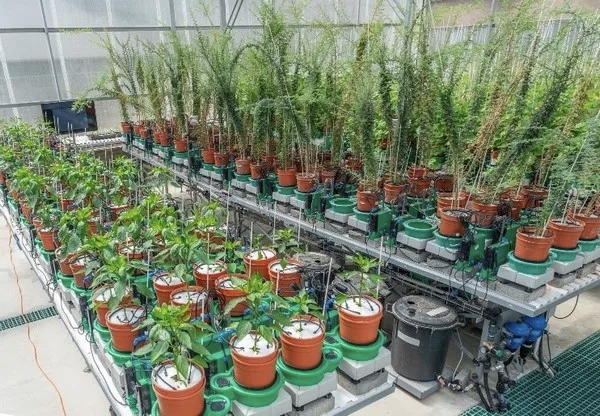 Plantarray高通量植物逆境生物学研究系统