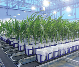 土壤仪器室内植物表型成像系统WIWAM conveyor